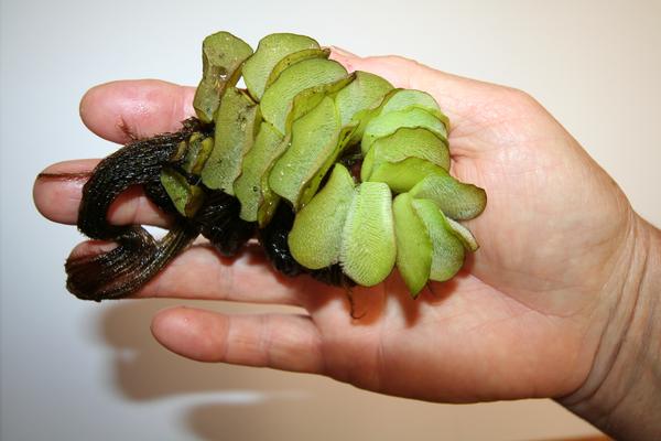 Salvinia in hand